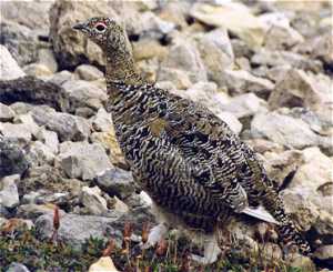Svalbard Ptarmigan in summer plumage